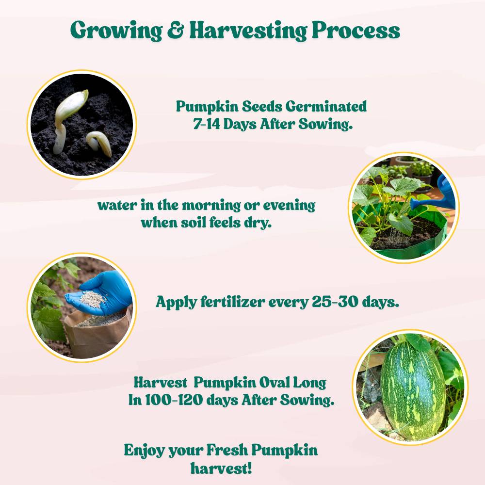 Pumpkin Oval Long (Dholakiya) Seeds (12 Seeds) Easy To grow, High Germination, High Yield Kaddu Seeds for Home Gardening - Image 6