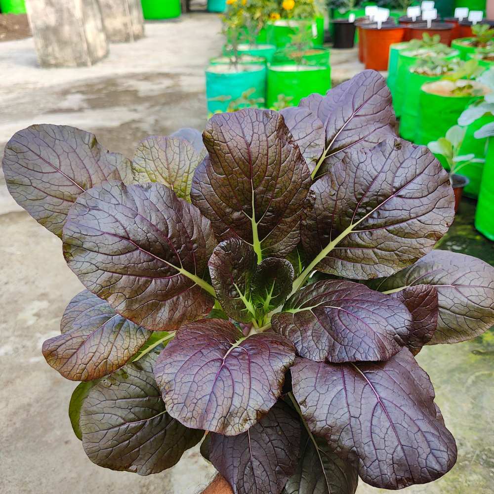 Purple Pak Choi Seeds (100 Seeds) High germination rate, Perfect for Kitchen gardening - Image 2