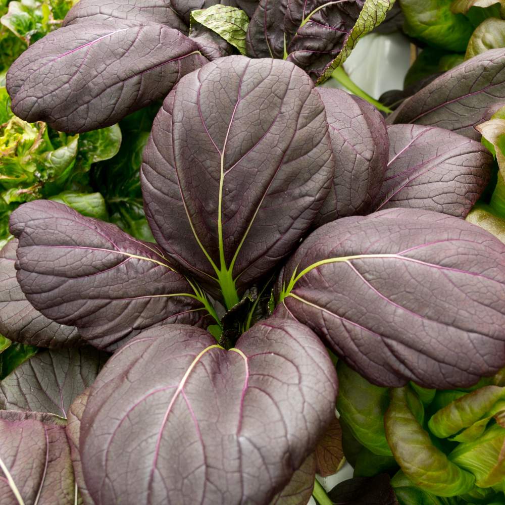 Purple Pak Choi Seeds (100 Seeds) High germination rate, Perfect for Kitchen gardening - Image 3