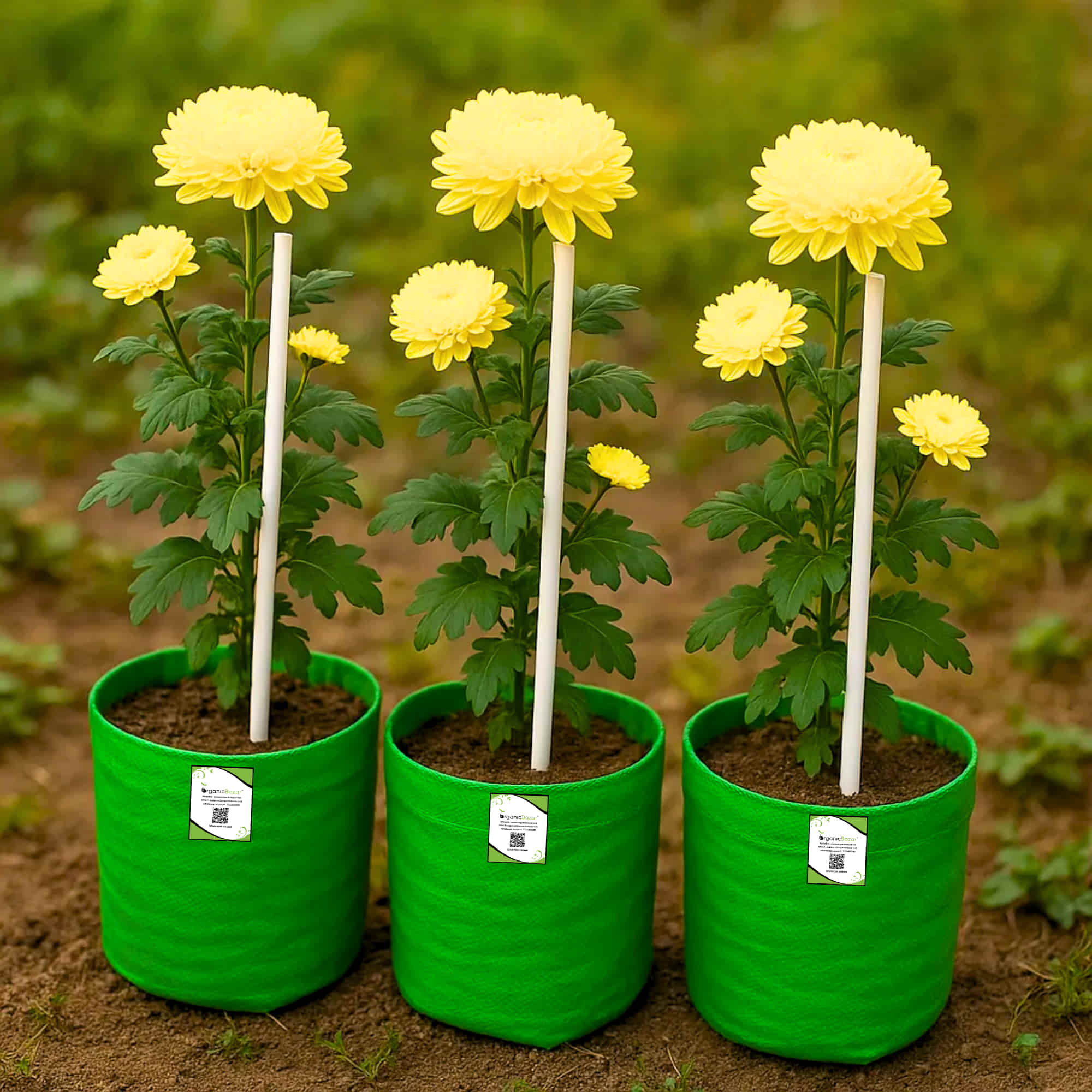 PVC Plant Support Sticks for Home Garden (White, Pack of 8)| Creepers & Climbers | Vertical Growth Support for Plants & Flowers - Image 3