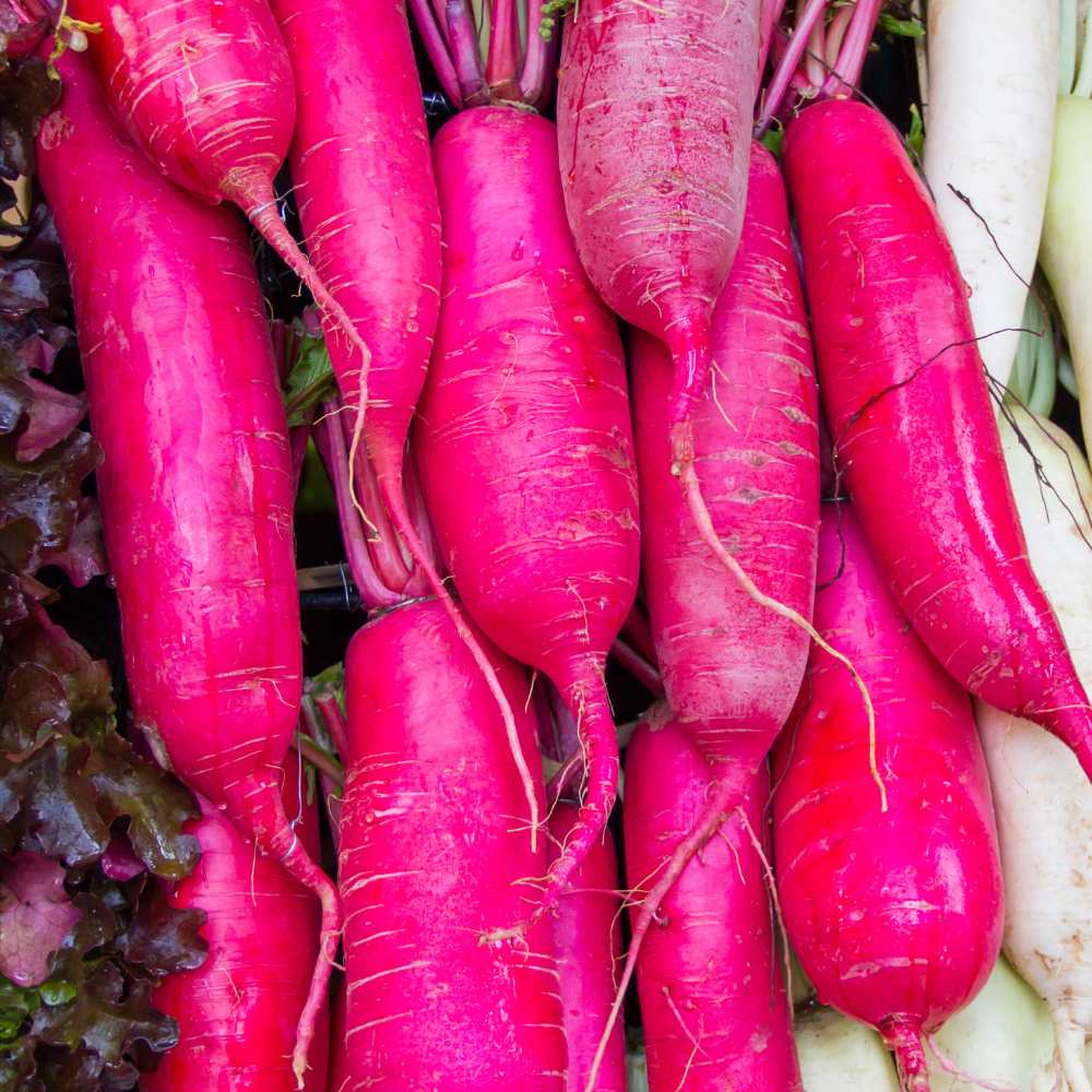 Radish Chinese Pink Seeds (250 Seeds) - Image 2