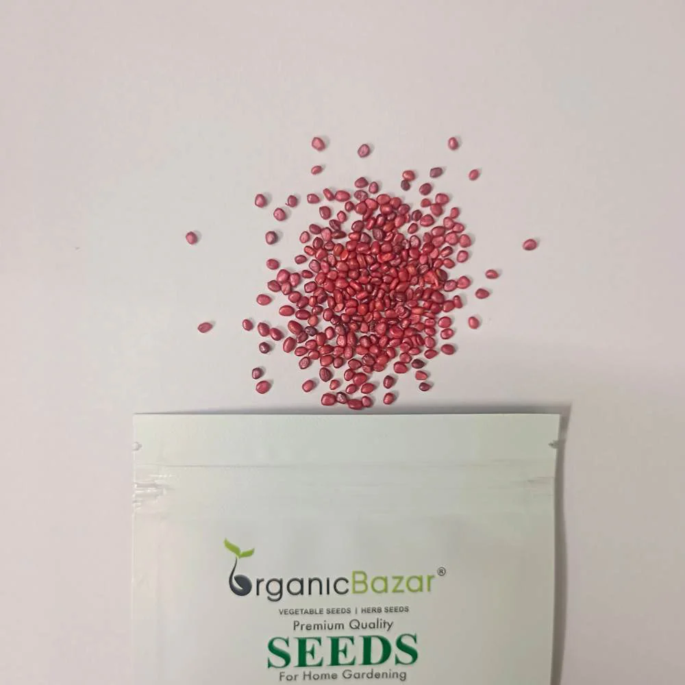 Radish Chinese Pink Seeds (250 Seeds) - Image 3