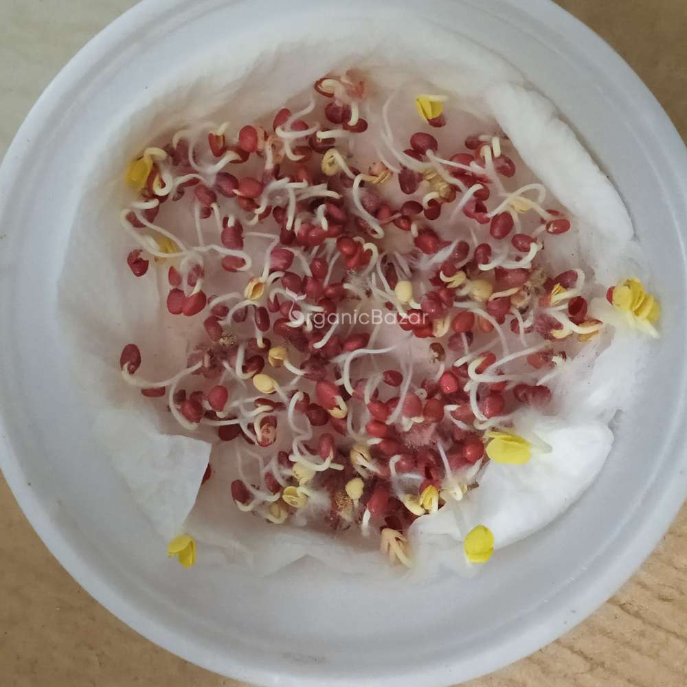 Radish Chinese Pink Seeds (250 Seeds) - Image 4