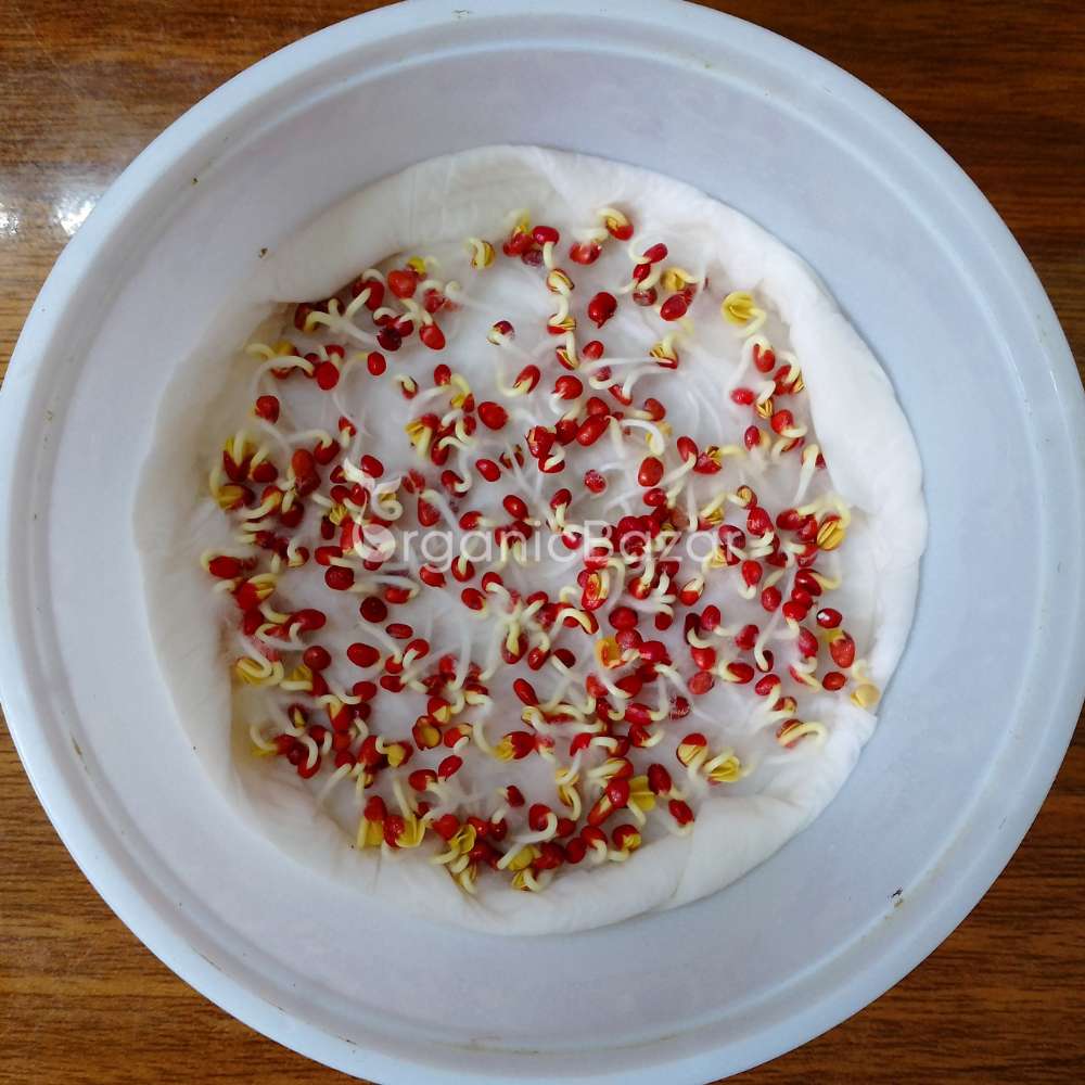 Radish Half Red And White Seeds - 250 Seeds (Mooli/मूली के बीज) - Image 4
