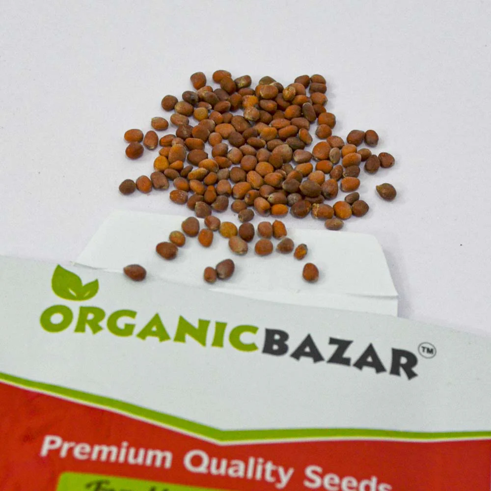 Radish Pusa Chetki Seeds - 250 Seeds (Mooli/मूली के बीज) - Image 3
