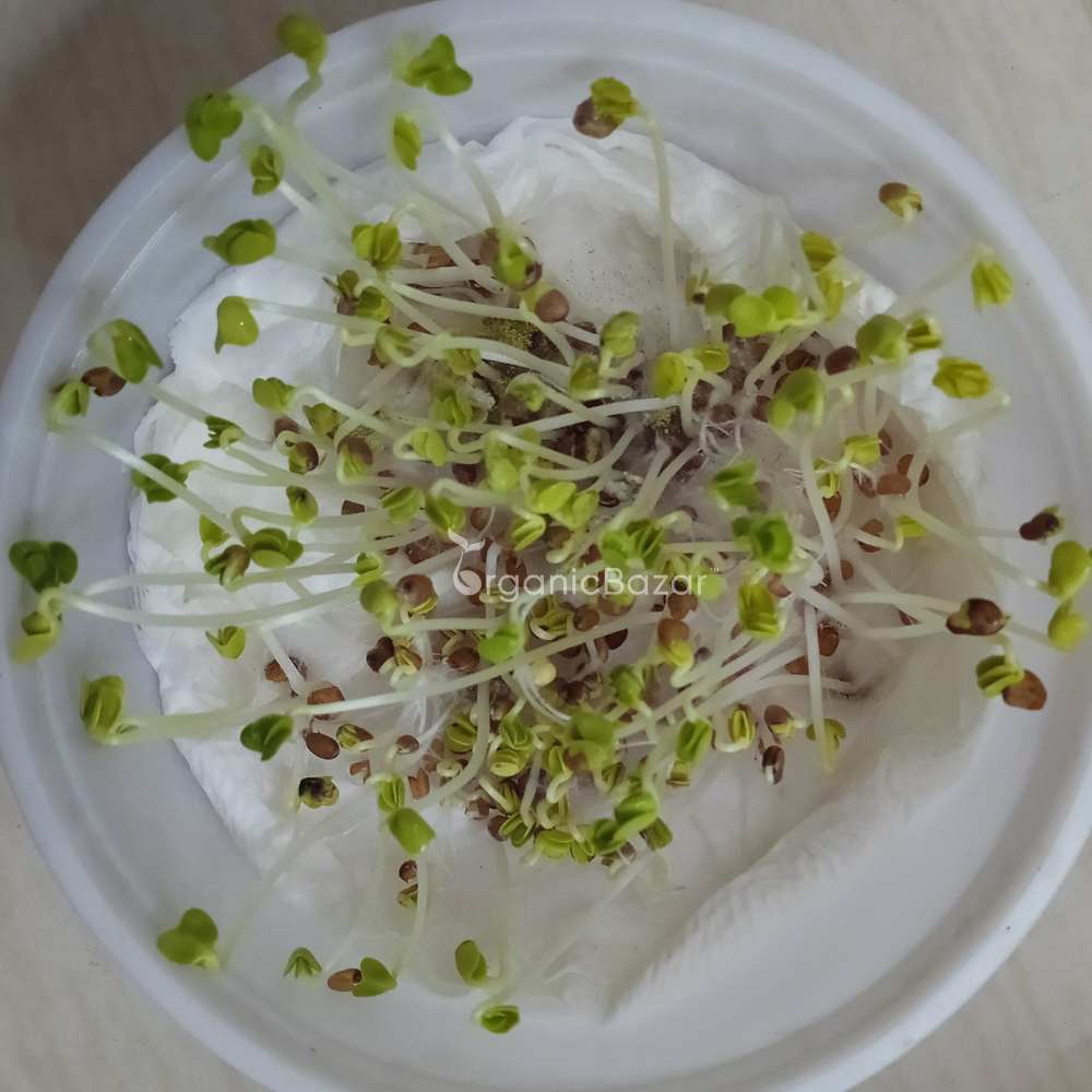 Radish Pusa Chetki Seeds - 250 Seeds (Mooli/मूली के बीज) - Image 4