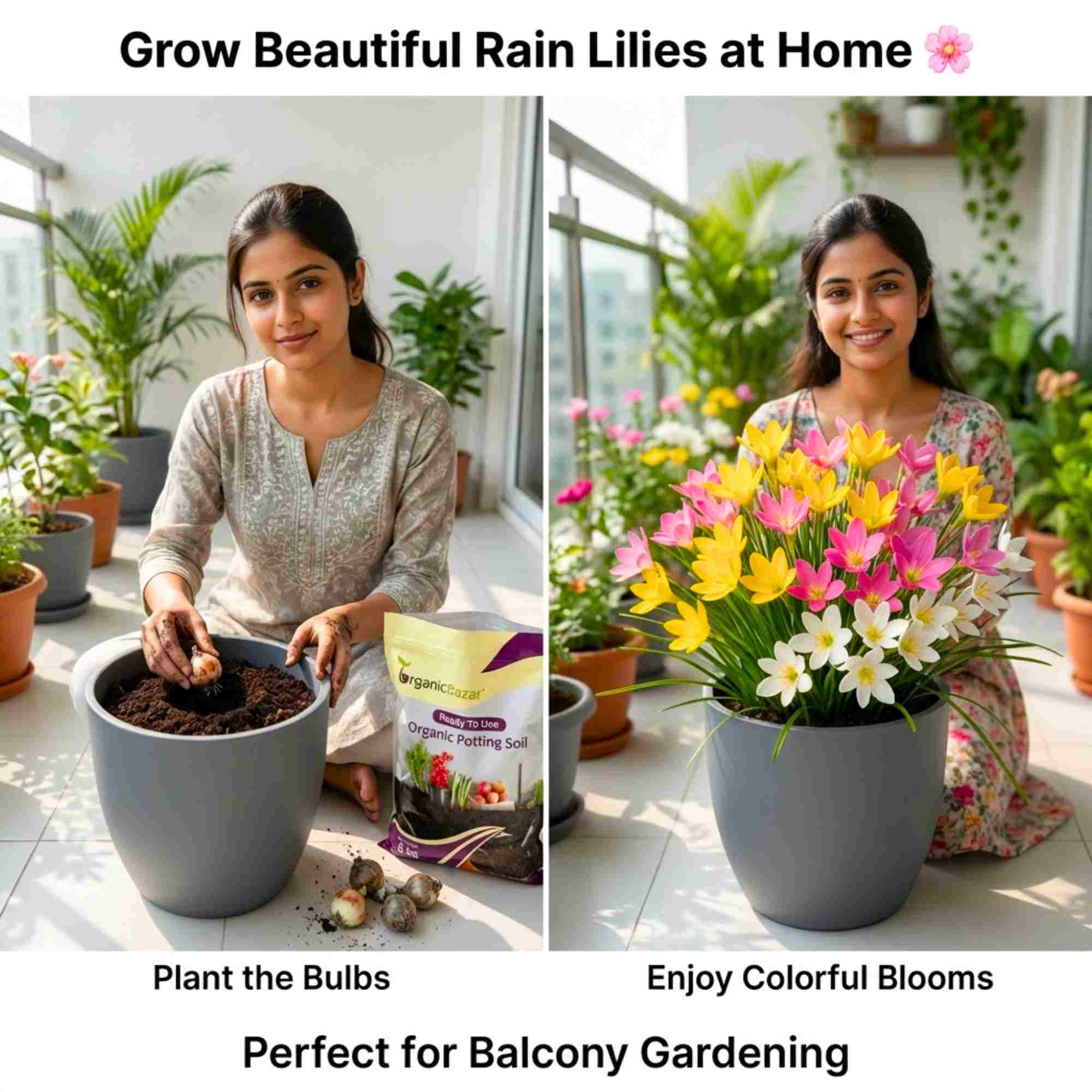 Rain Lily Flower Bulbs Mixed Color (10 Bulbs) Easy To grow Flower Bulbs For Terrace Gardening - Image 2
