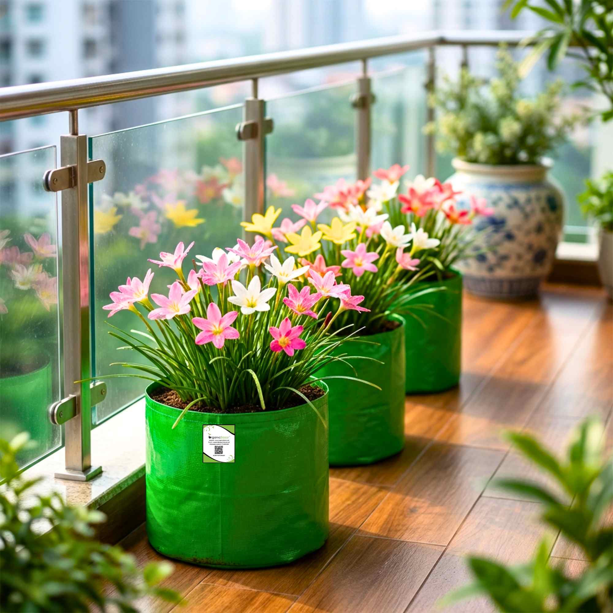 Rain Lily Flower Bulbs Mixed Color (10 Bulbs) Easy To grow Flower Bulbs For Terrace Gardening - Image 3