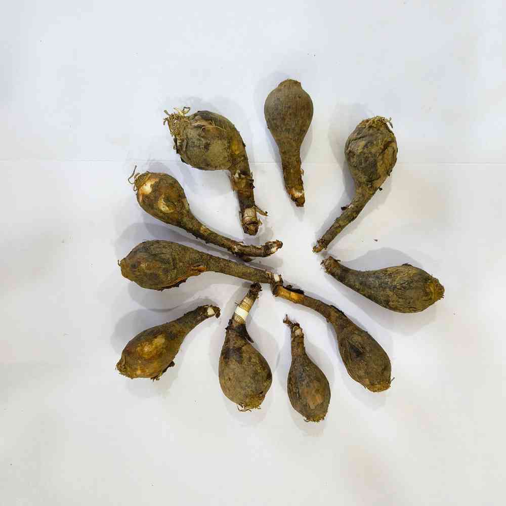 Rain Lily Pink Flower Bulbs (05N) Easy To grow Flower Bulbs For Terrace Gardening - Image 3