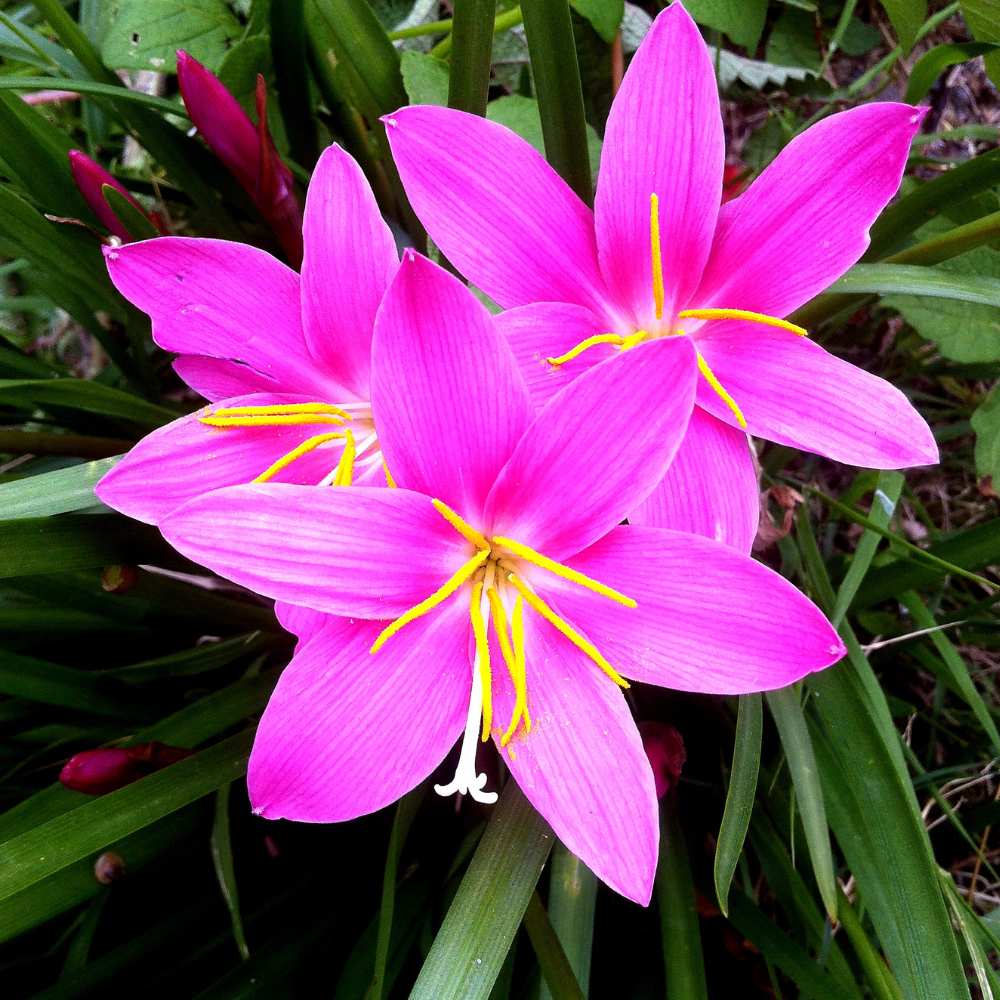 Rain Lily Pink Flower Bulbs (05N) Easy To grow Flower Bulbs For Terrace Gardening - Image 4