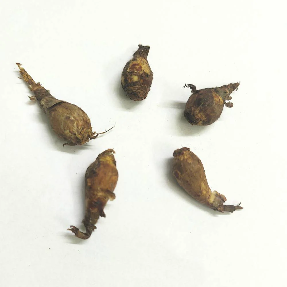 Rain Lily Rose Flower Bulbs (10 Bulbs) - Image 3