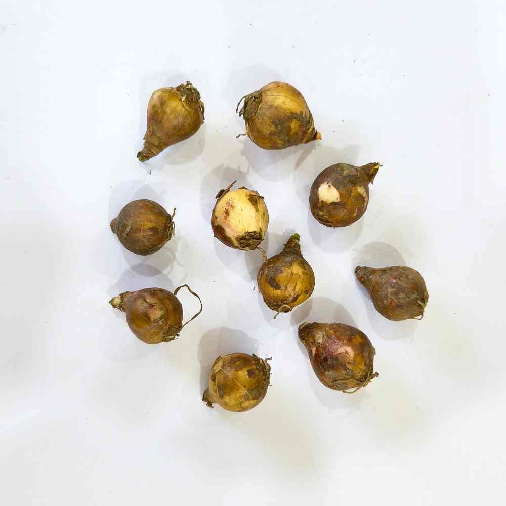 Rain Lily White Flower Bulbs (10 Bulbs) Easy To grow Flower Bulbs For Terrace Gardening - Image 3