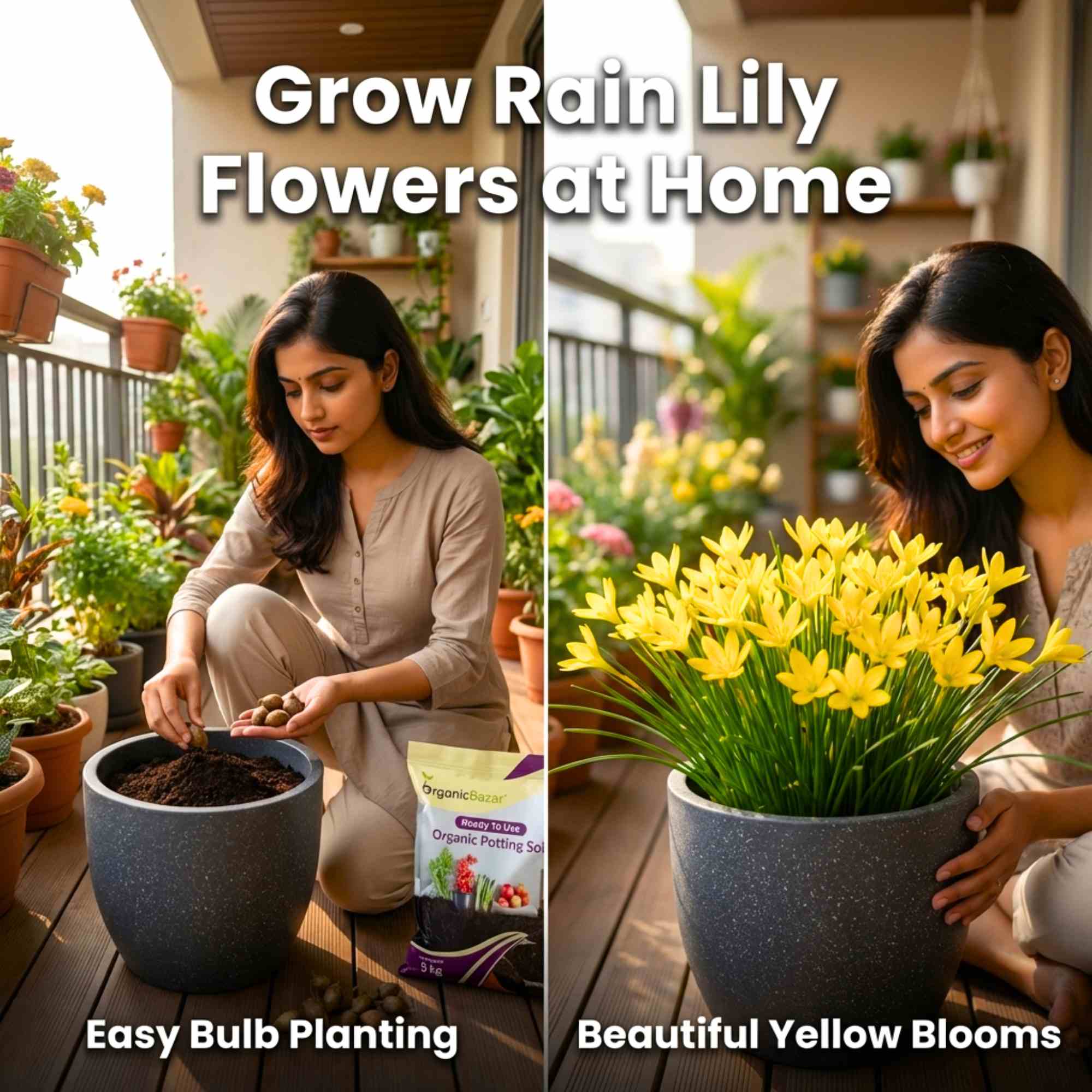Rain Lily Yellow Flower Bulbs (10 Bulbs) Easy To grow Flower Bulbs For Terrace Gardening - Image 3
