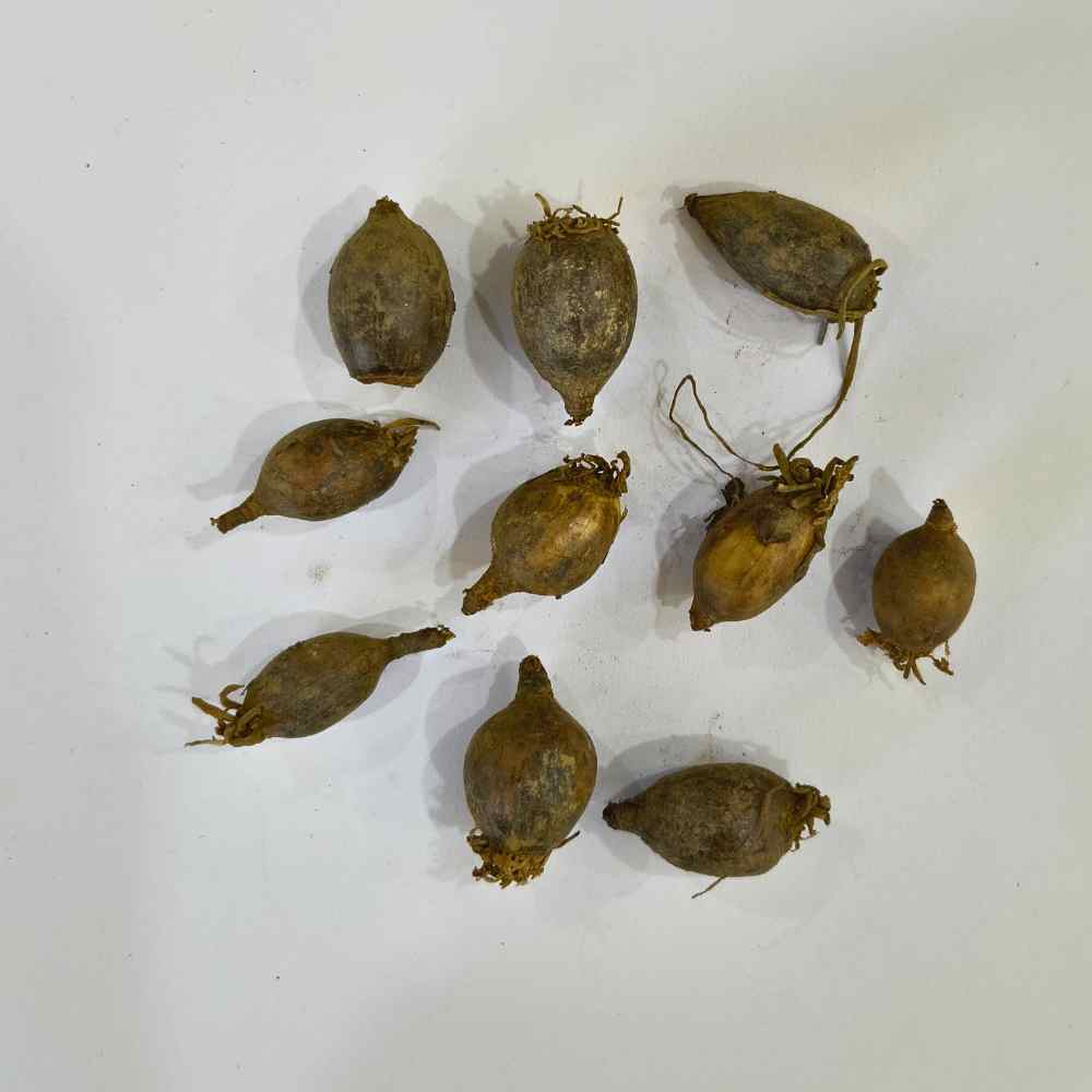 Rain Lily Yellow Flower Bulbs (10 Bulbs) Easy To grow Flower Bulbs For Terrace Gardening - Image 4