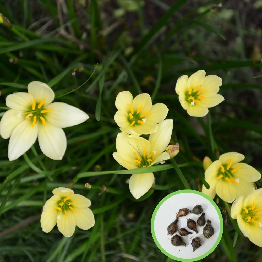 Rain Lily Yellow Flower Bulbs (10 Bulbs) Easy To grow Flower Bulbs For Terrace Gardening - Image 5
