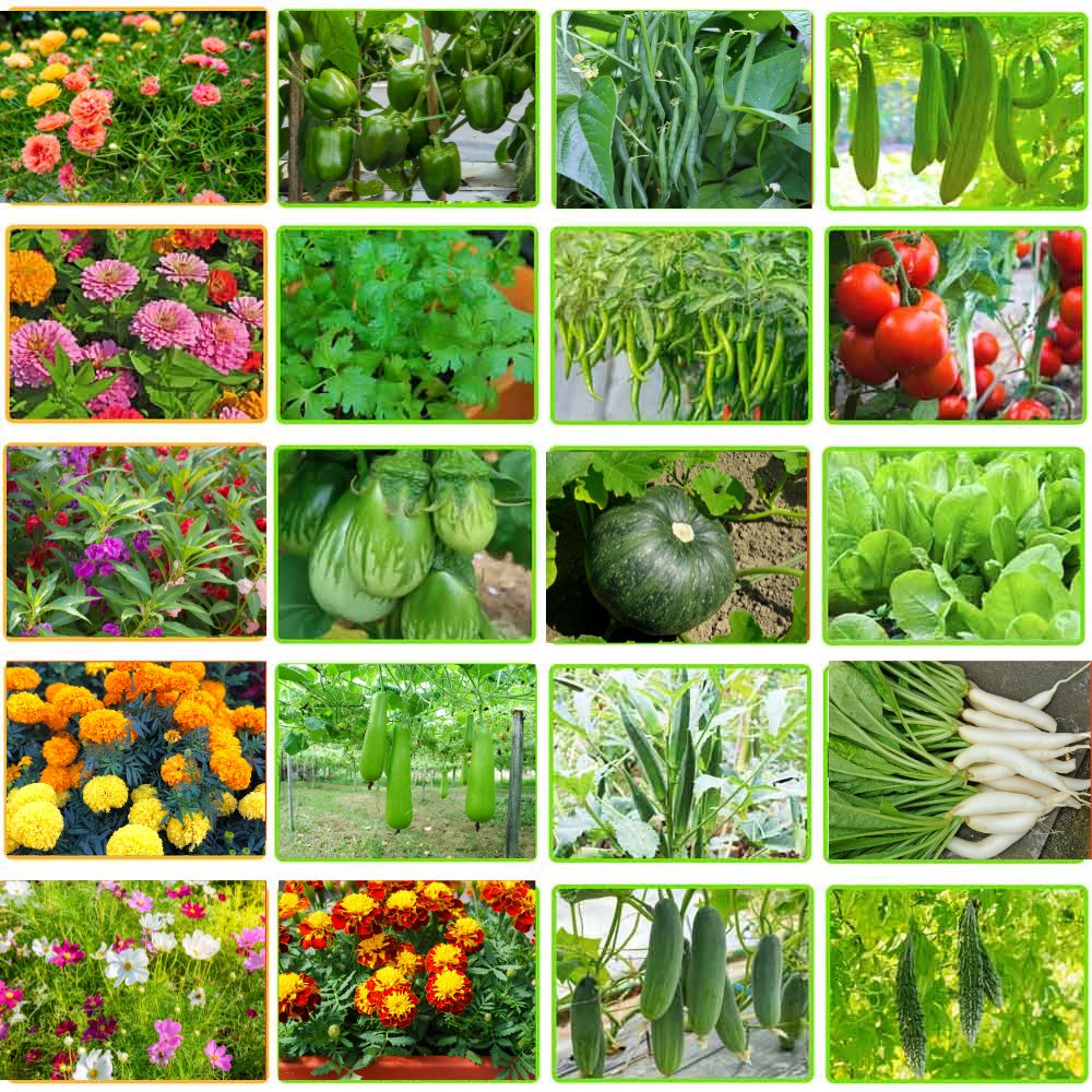 Rainy Season Vegetable & Flower Mixed Seeds Kit – 20 Best Varieties for Terrace & Kitchen Gardening - Image 3