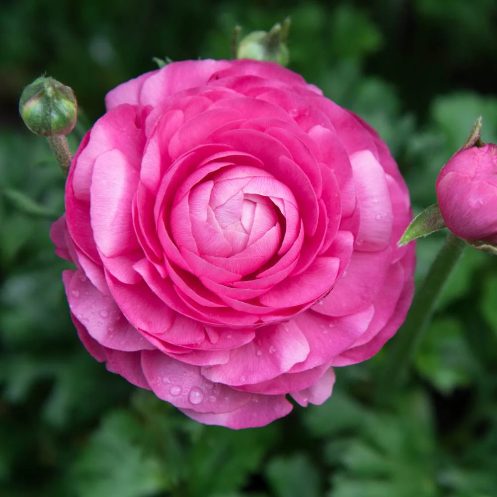 Ranunculus Pink Flower Bulbs (05 Bulbs) - Image 6