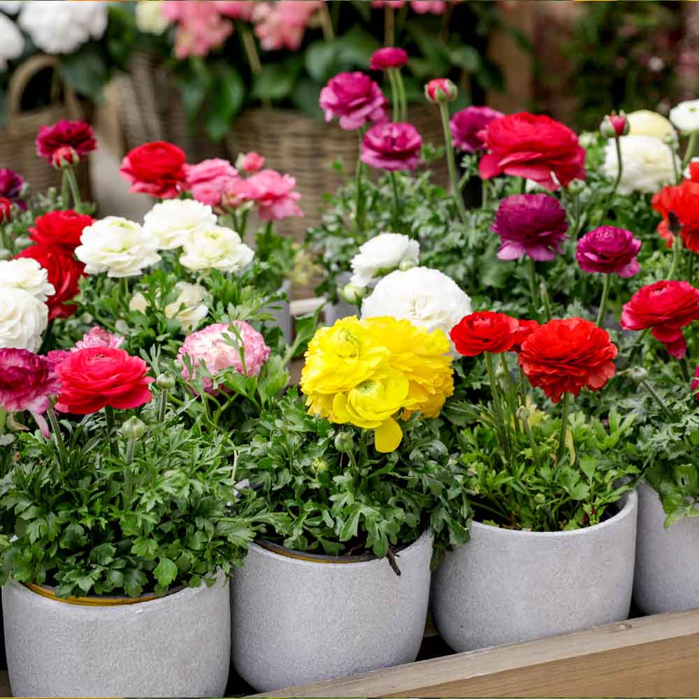 Ranunculus Seeds Mix Color (10 Seeds) High Germination/ Easy To grow/ Perfect for pots, balconies, or Terrace gardens - Image 2