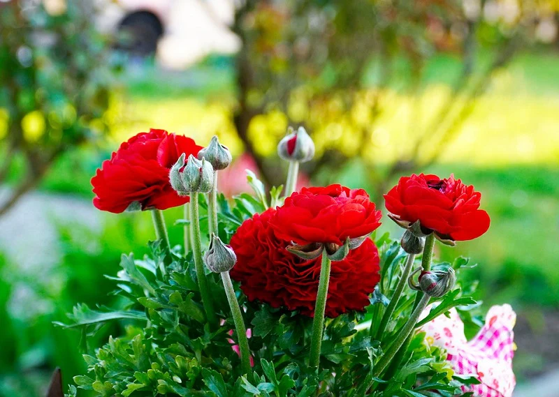 Ranunculus Seeds Mix Color (10 Seeds) High Germination/ Easy To grow/ Perfect for pots, balconies, or Terrace gardens - Image 3