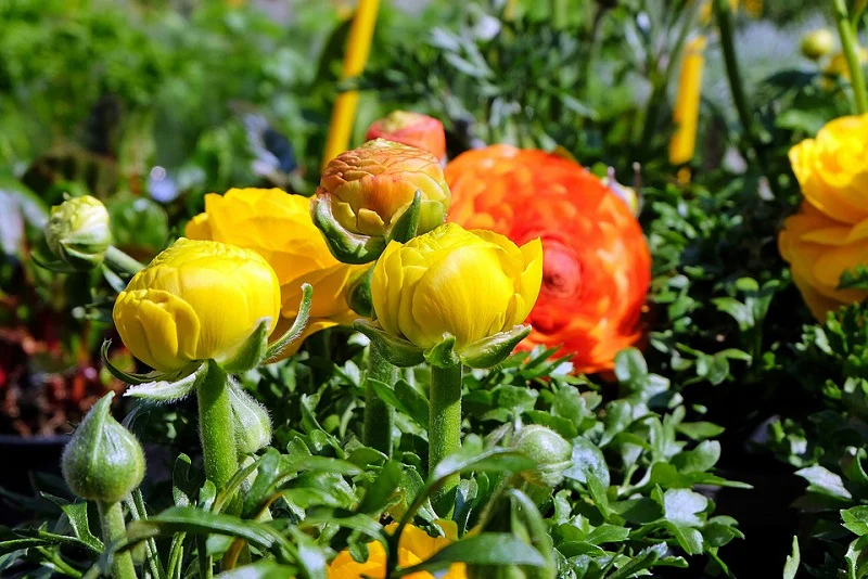 Ranunculus Seeds Mix Color (10 Seeds) High Germination/ Easy To grow/ Perfect for pots, balconies, or Terrace gardens - Image 4