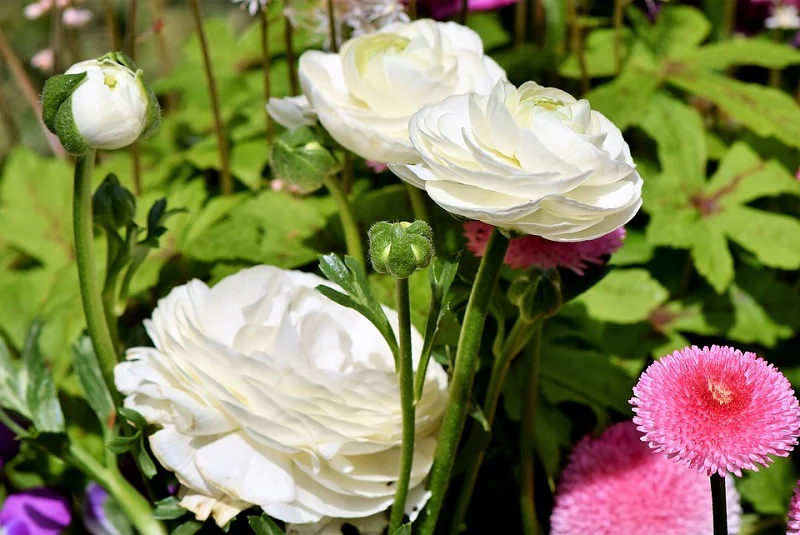 Ranunculus Seeds Mix Color (10 Seeds) High Germination/ Easy To grow/ Perfect for pots, balconies, or Terrace gardens - Image 5