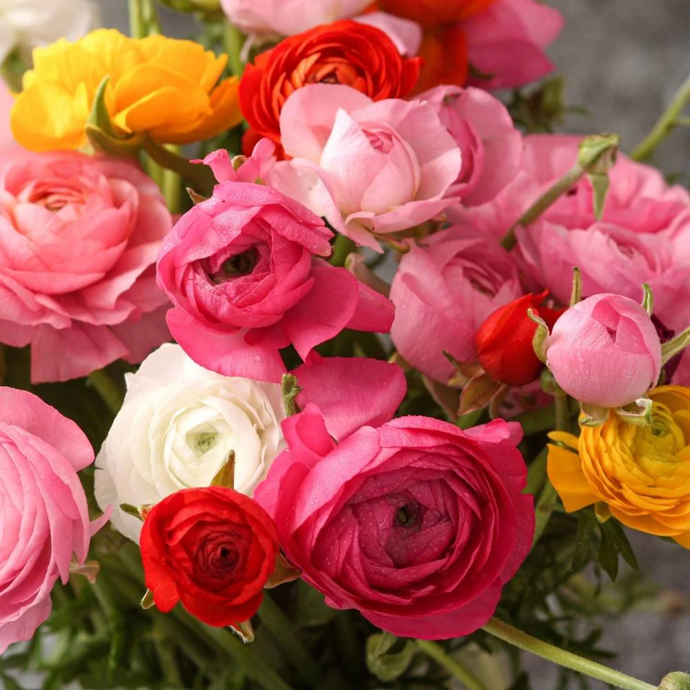 Ranunculus Seeds Mix Color (10 Seeds) High Germination/ Easy To grow/ Perfect for pots, balconies, or Terrace gardens - Image 6