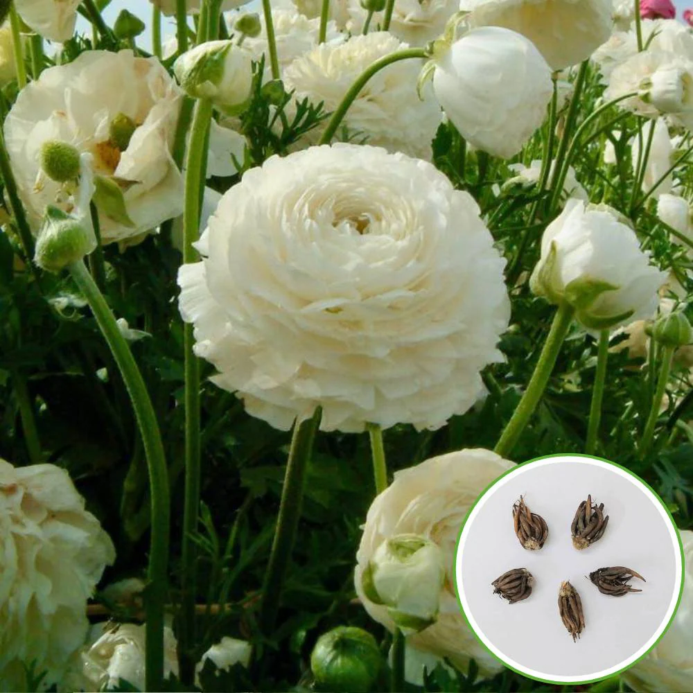 Ranunculus White Flower Bulbs (05 Bulbs) - Image 2