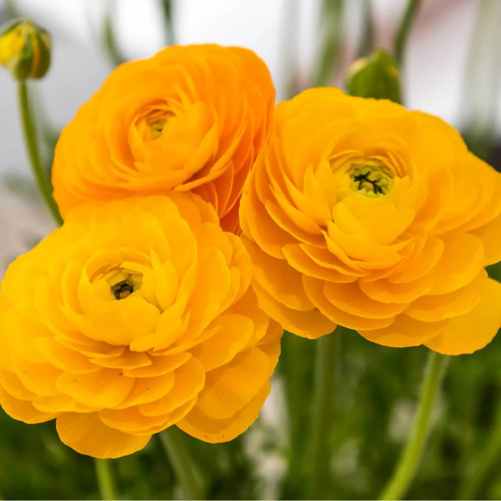 Ranunculus Yellow Flower Bulbs (05 Bulbs) Best Quality Bulbs for Balcony & Terrace Gardening - Image 6