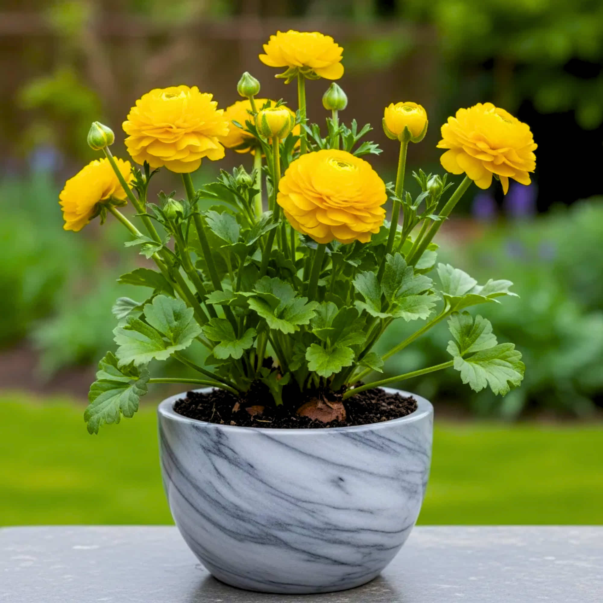 Ranunculus Yellow Flower Bulbs (05 Bulbs) Best Quality Bulbs for Balcony & Terrace Gardening - Image 8