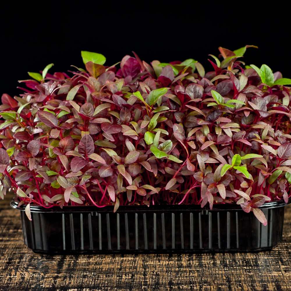 Red Amaranth Microgreen Seeds (25g) - Image 3