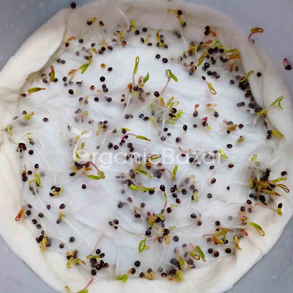 Red amaranth (lal bhaji) Seeds - 5g (लाल चौलाई भाजी के बीज) - Image 4