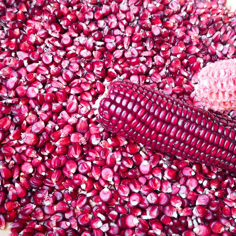 Red Corn Seeds - (50 Seeds) (लाल मक्का के बीज) Premium Quality / High-Yield Seeds for Home Gardening - Image 2