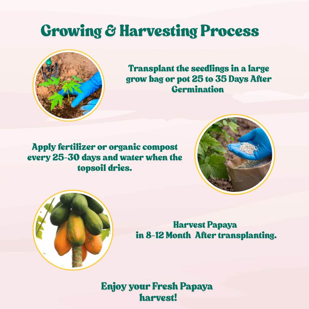 Red Long Papaya Seeds - 10 Seeds (Papita/पपीता के बीज) High Germination, High-yielding and fast-growing - Image 6