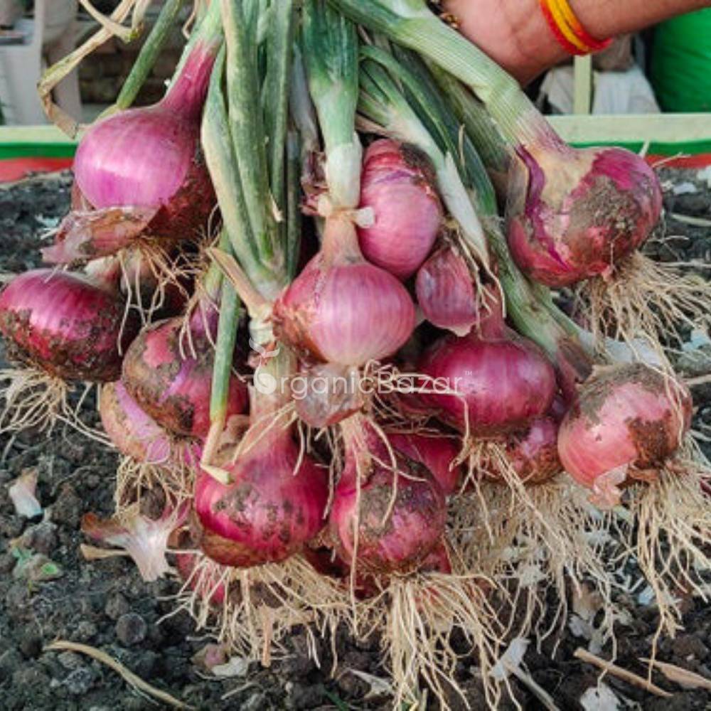 Red Onion (Lal Pyaj) Seeds - 400 Seeds (लाल प्याज के बीज) High Yield/High Germination/Best Seeds for Terrace Gardening - Image 3