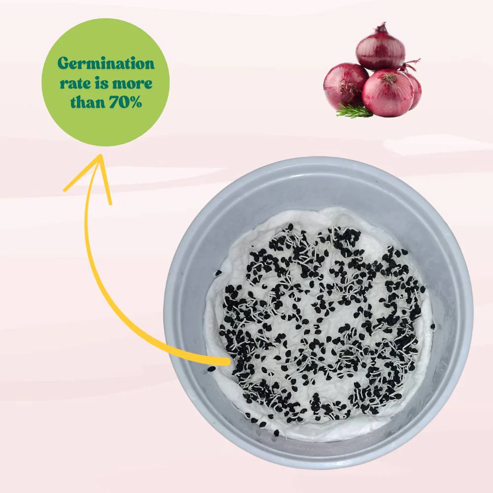 Red Onion (Lal Pyaj) Seeds - 400 Seeds (लाल प्याज के बीज) High Yield/High Germination/Best Seeds for Terrace Gardening - Image 5