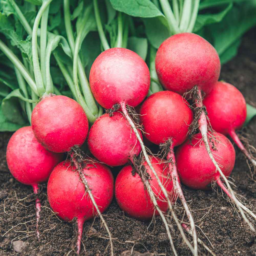 Red Round Radish Seeds - 200 Seeds (Gol Mooli/लाल गोल मूली के बीज) - Image 2