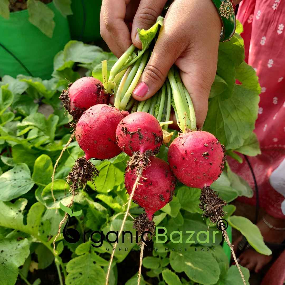 Red Round Radish Seeds - 200 Seeds (Gol Mooli/लाल गोल मूली के बीज) - Image 3