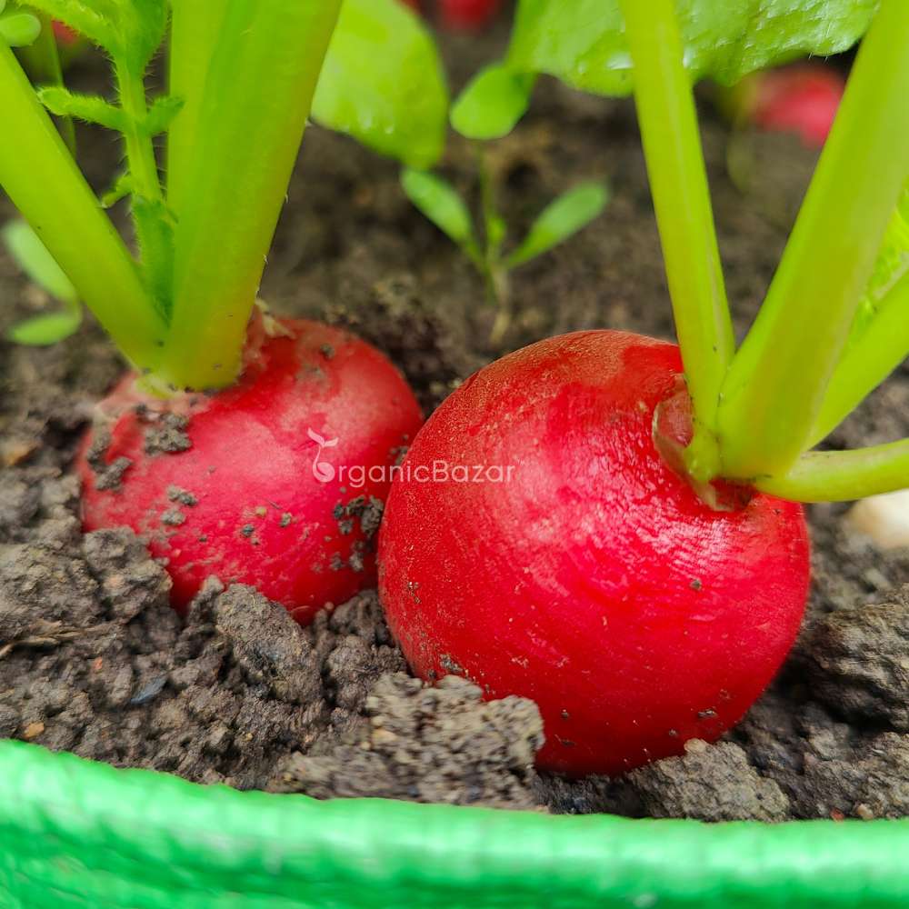 Red Round Radish Seeds - 200 Seeds (Gol Mooli/लाल गोल मूली के बीज) - Image 4