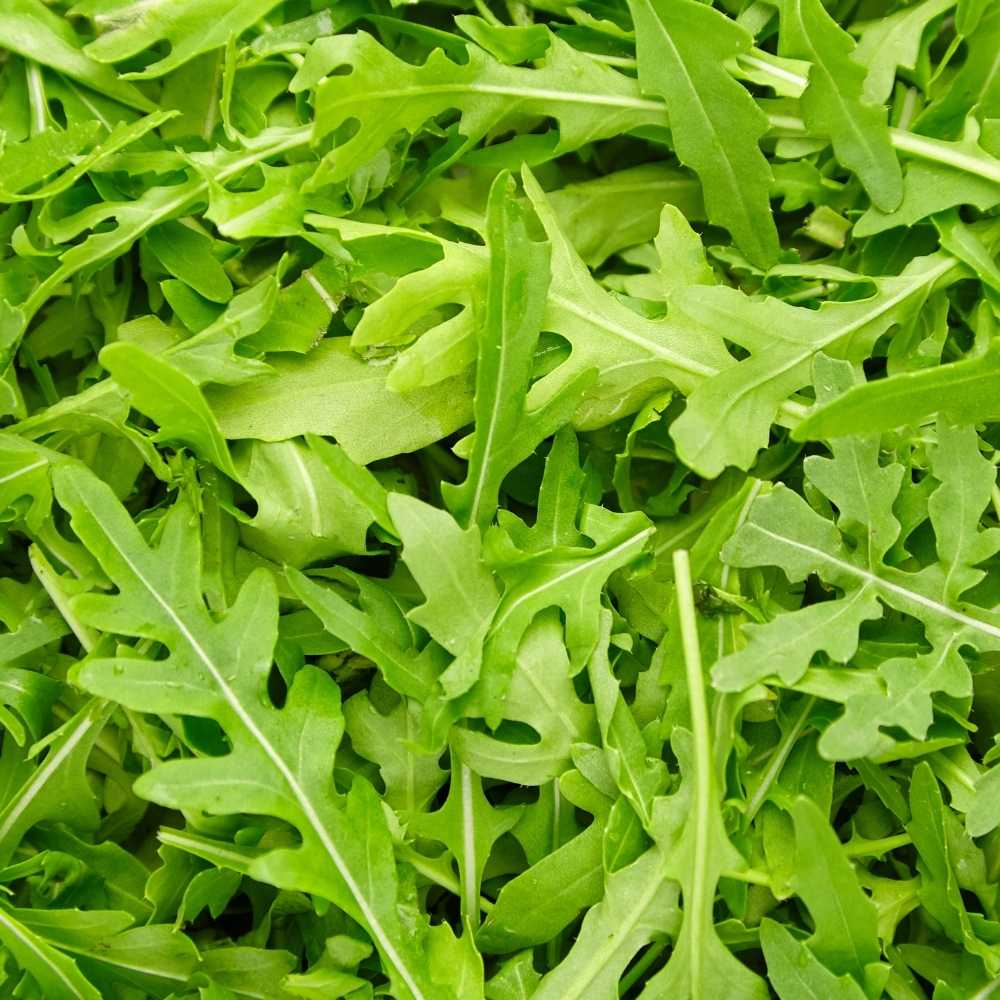 Rocket Seeds (200 Seeds) Easy To grow, High Germination Seeds for Home Gardening - Image 2