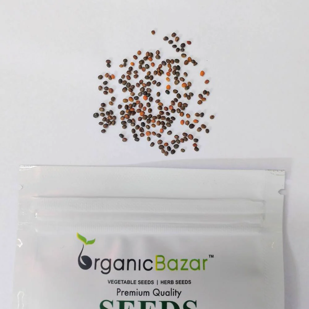 Rocket Seeds (200 Seeds) Easy To grow, High Germination Seeds for Home Gardening - Image 3