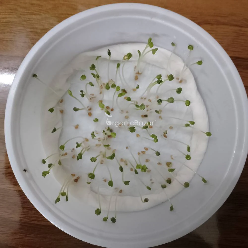 Rocket Seeds (200 Seeds) Easy To grow, High Germination Seeds for Home Gardening - Image 4