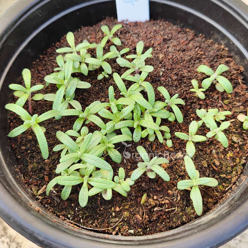 Rosemary Seeds - 100 Seeds (Gulmehndi/गुलमेंहदी के बीज) High-Germination Herb Seeds for Pots, Balcony & Home Garden - Image 3