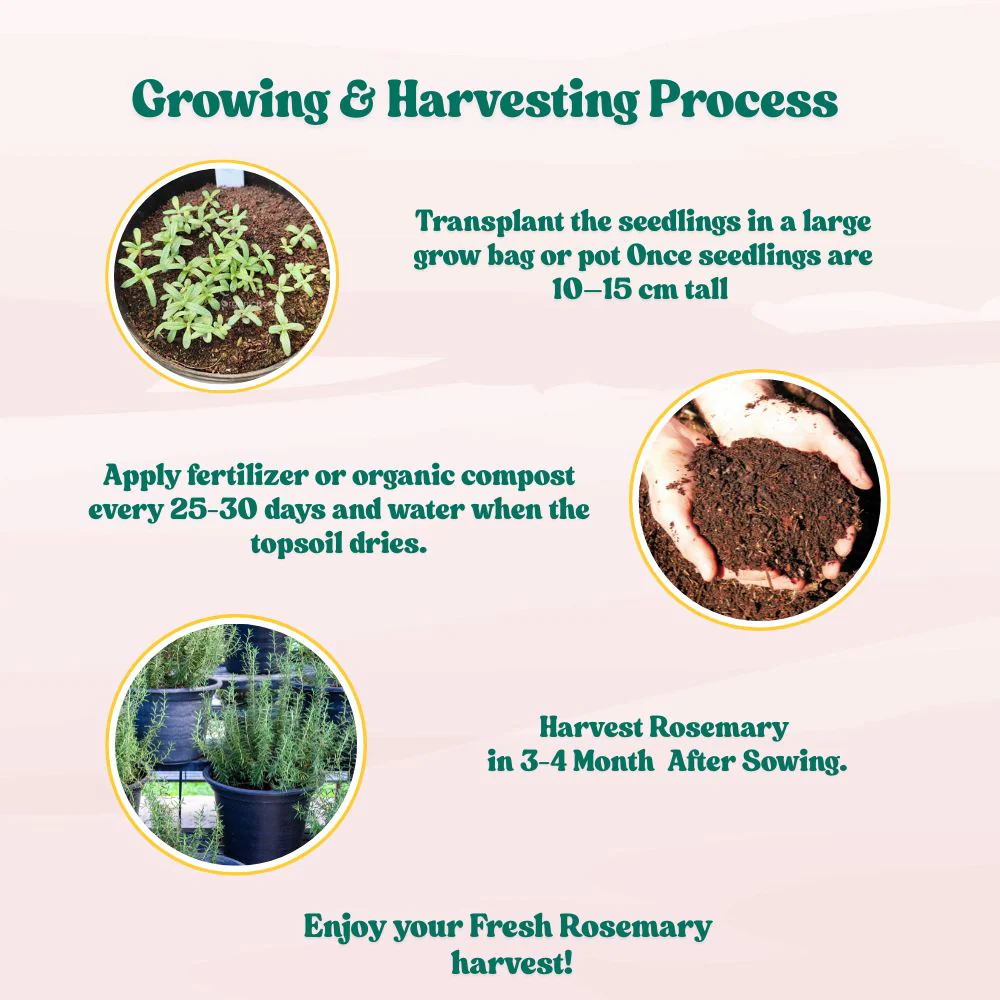 Rosemary Seeds - 100 Seeds (Gulmehndi/गुलमेंहदी के बीज) High-Germination Herb Seeds for Pots, Balcony & Home Garden - Image 6