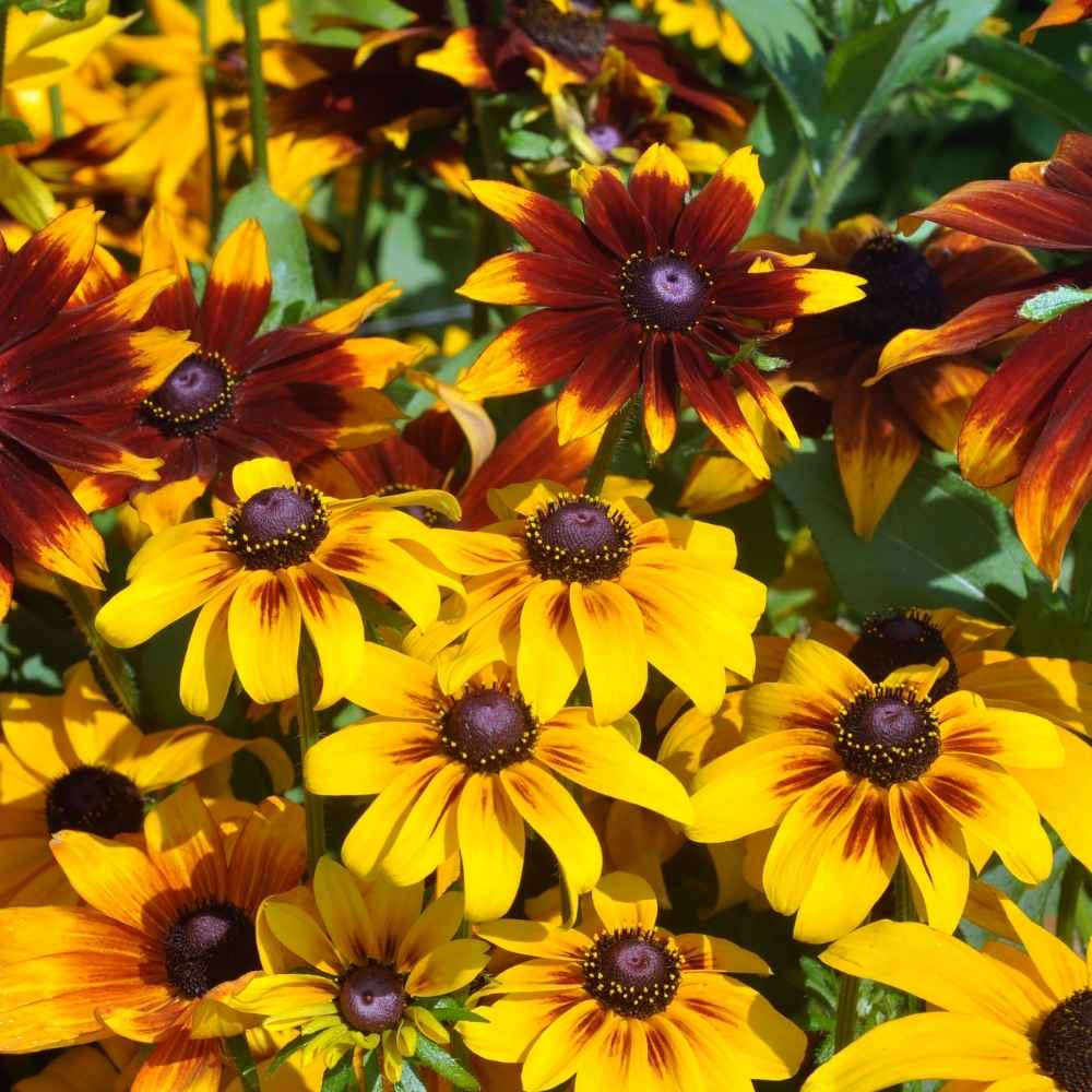 Rudbeckia Rustic Dwarf Mixed Seeds (200 Seeds) High Germination/ Easy To grow/ Perfect for pots, balconies, or Terrace gardens - Image 2