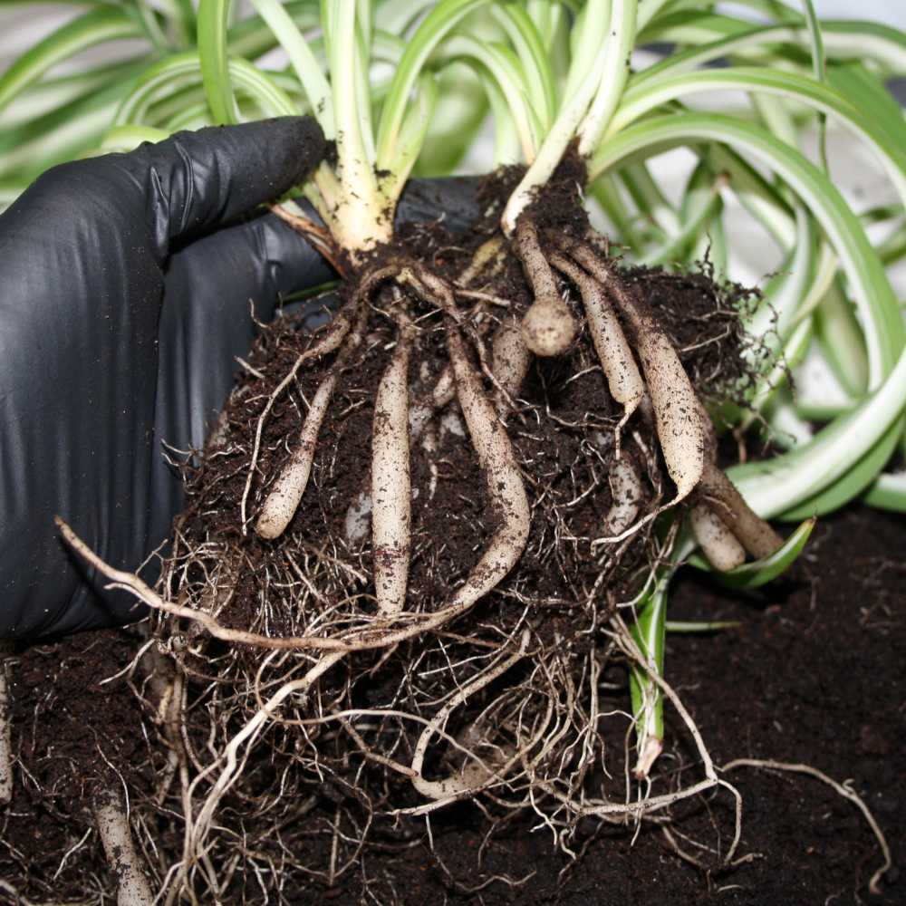 Safed Musli Bulbs Seeds - Image 2