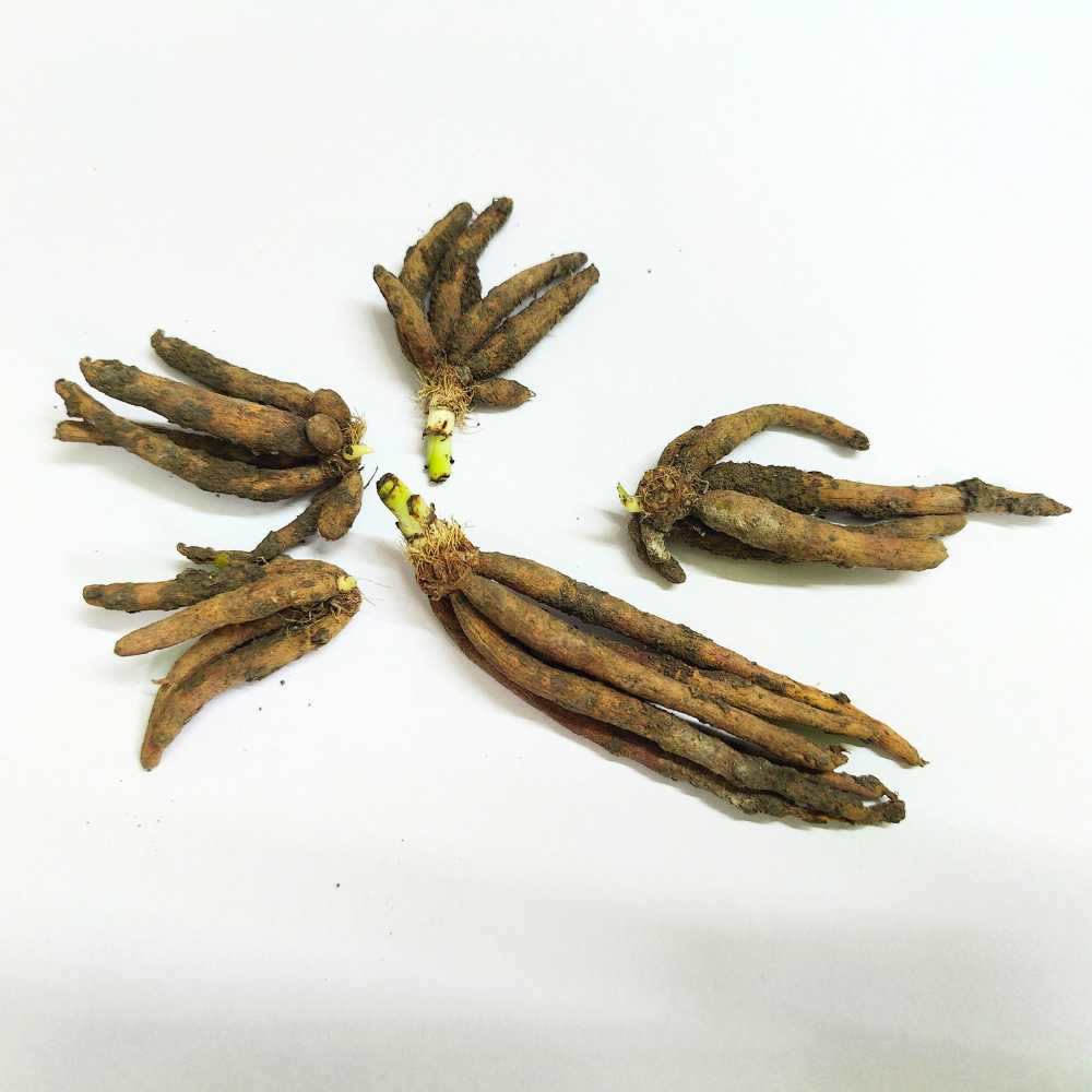 Safed Musli Bulbs Seeds - Image 3