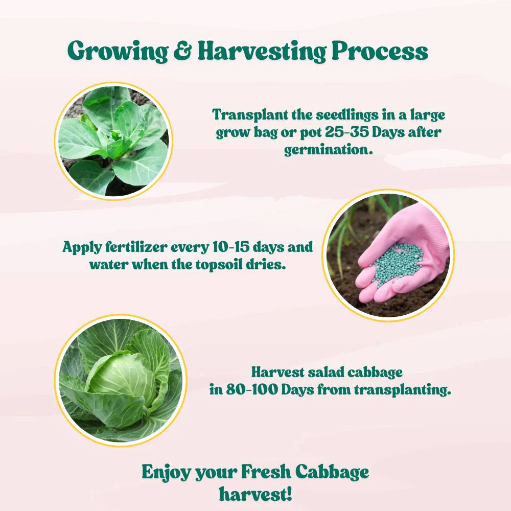 Salad Cabbage F1 Hybrid Seeds - 100 Seeds (Patta Gobhi/पत्ता गोभी के बीज) High Germination / Easy to Grow / Ideal for Terrace/Kitchen Gardening - Image 6