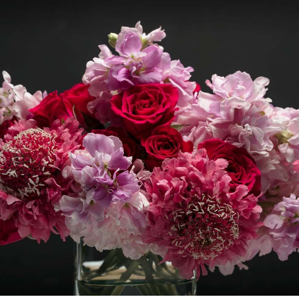 Scabiosa Tall Double Mix Seeds (200 Seeds) - Image 2
