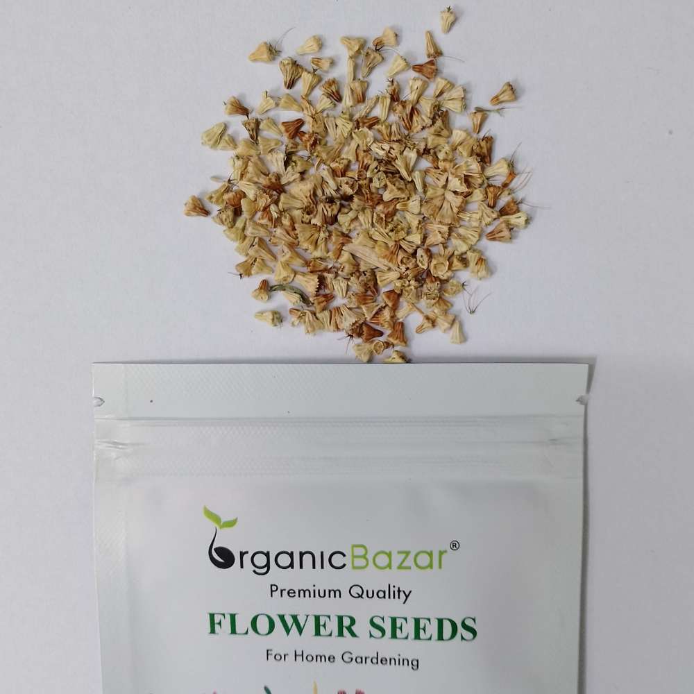Scabiosa Tall Double Mix Seeds (200 Seeds) - Image 3