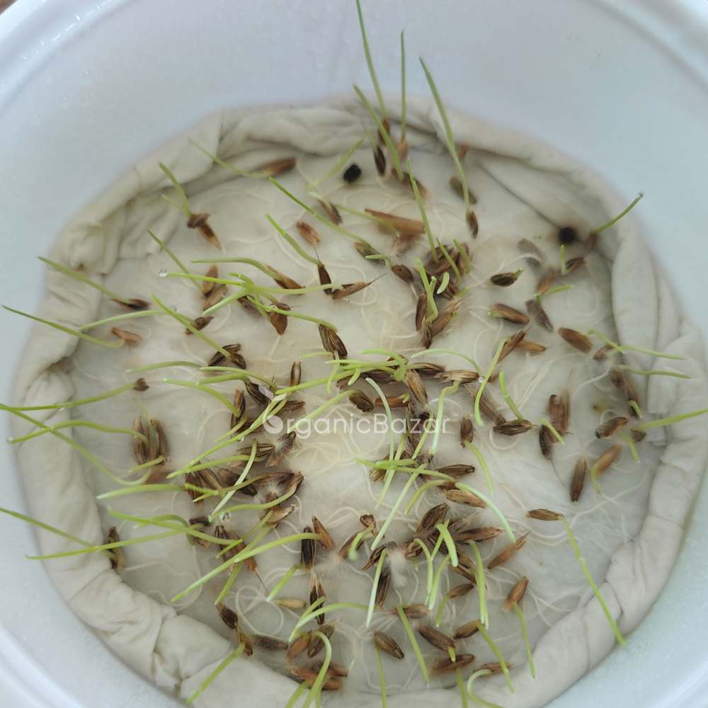 Selection No. 1 Grass Seeds for Carpet Home Garden (50g) - Image 3